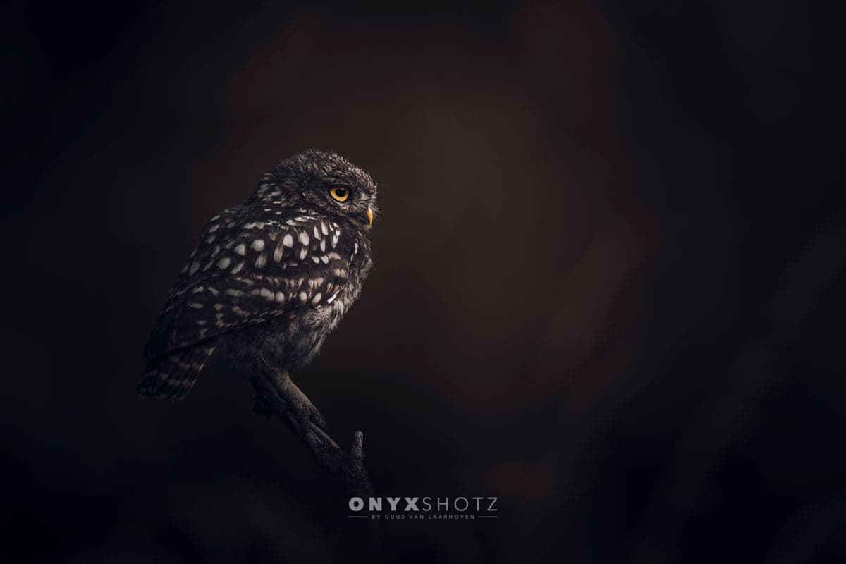 Silent Watcher