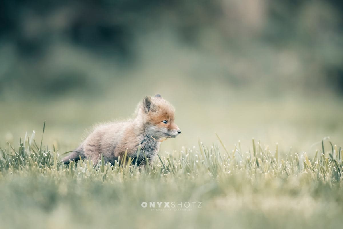 First Steps