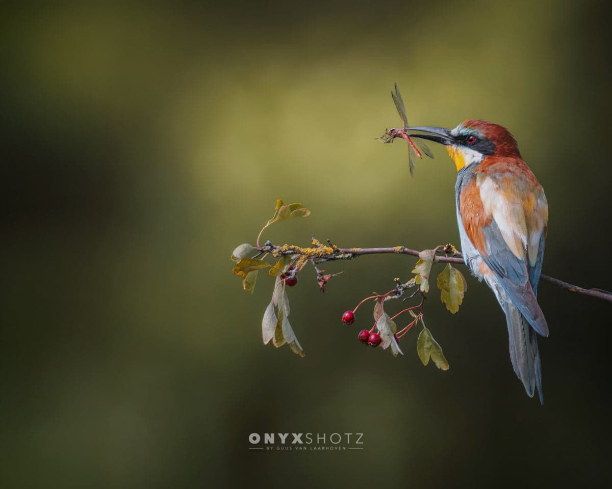 Colorful Catch