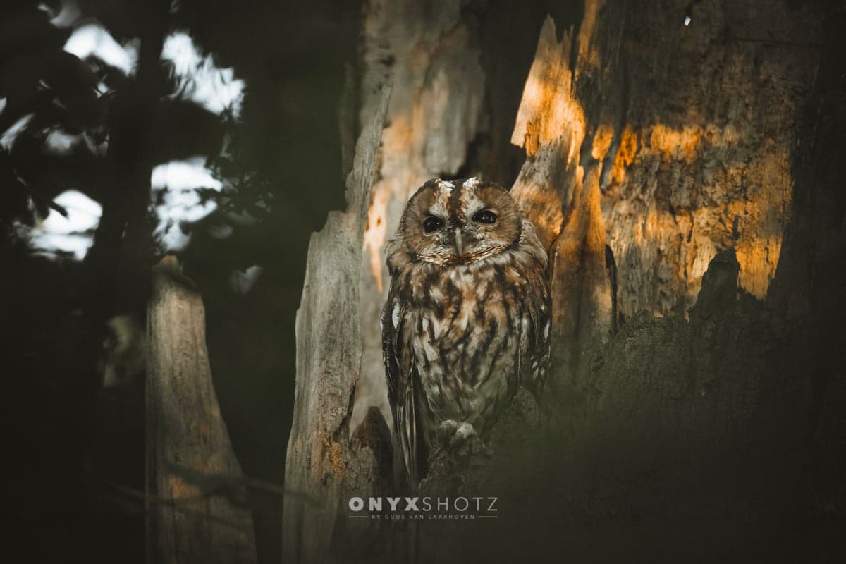Spirit of the Forest