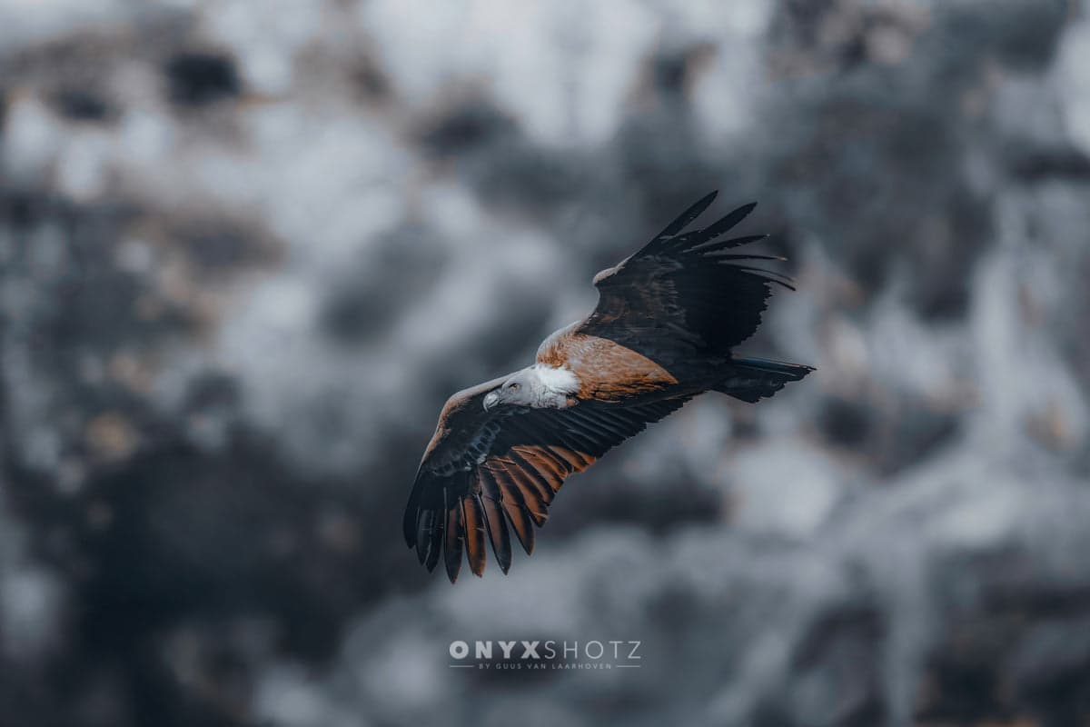Wild Horizon