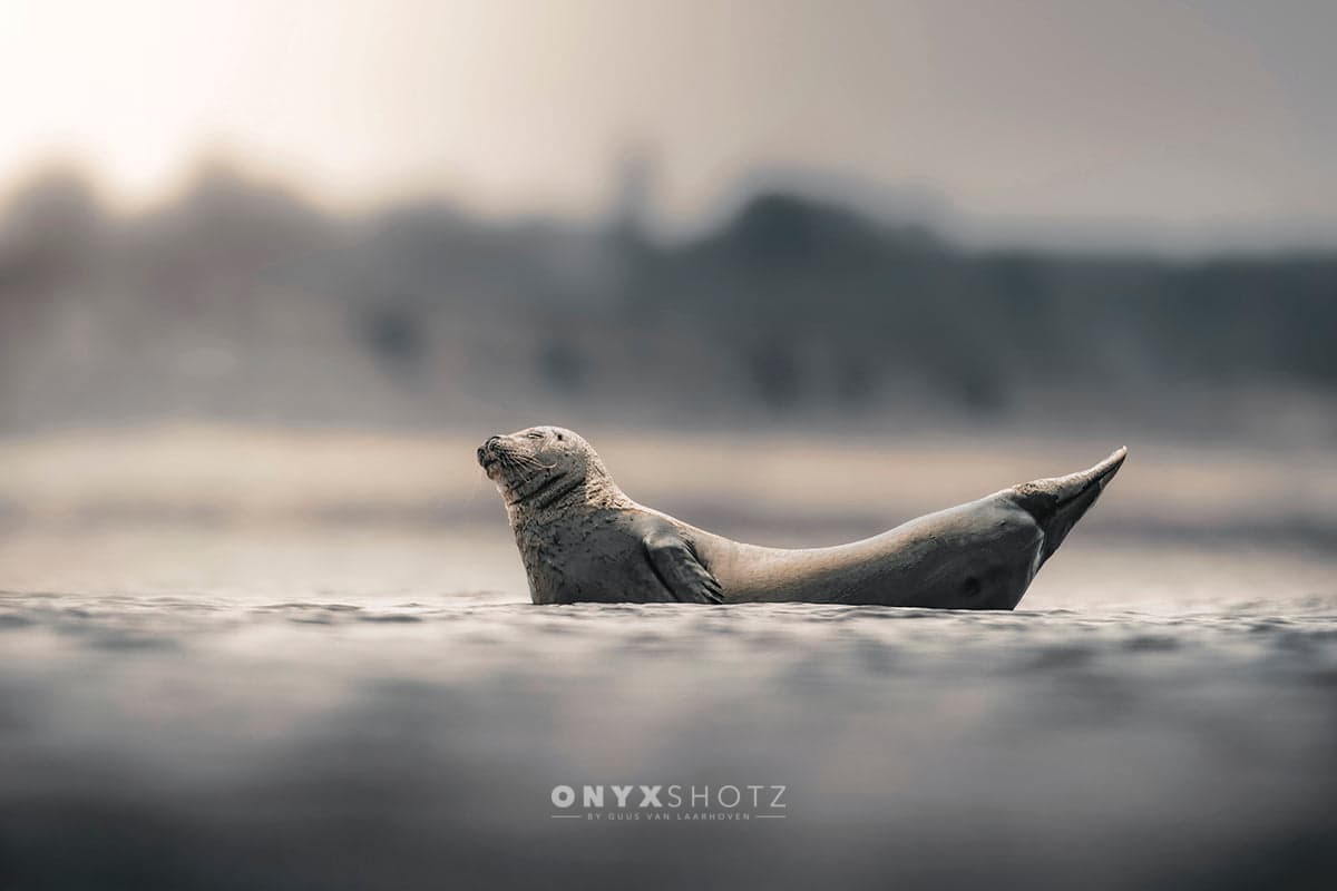 Drifting in Silence