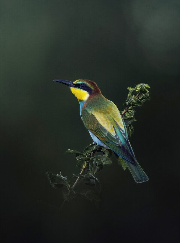 Foto in lijst "Painted by Nature"