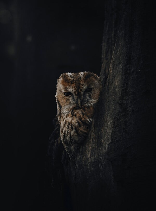 Foto in lijst "Overshadowed"