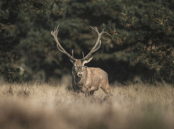 Foto in lijst "Forest Sentinel"