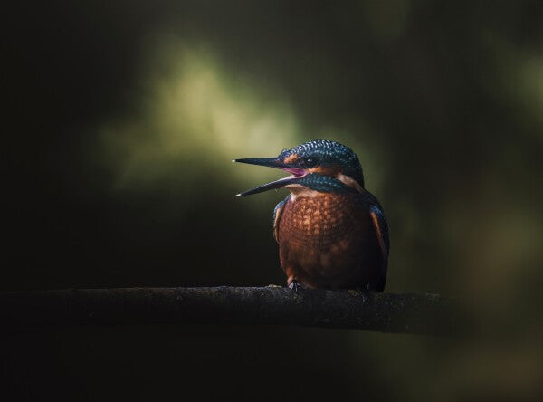 Foto in lijst "First Flight"