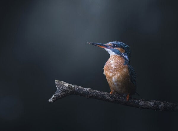 Foto in lijst "Midnight Blue"