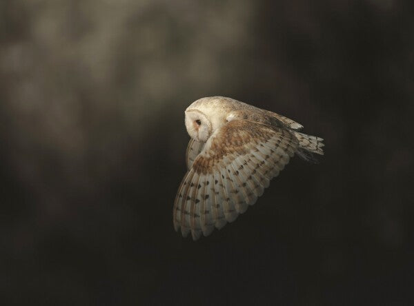 Foto in lijst "Silent Flight"