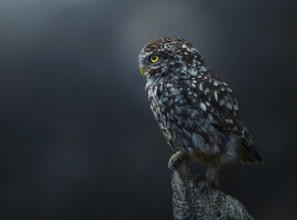 Foto in lijst "The Guardian"