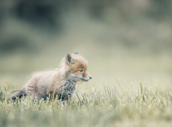 Foto in lijst "First Steps"