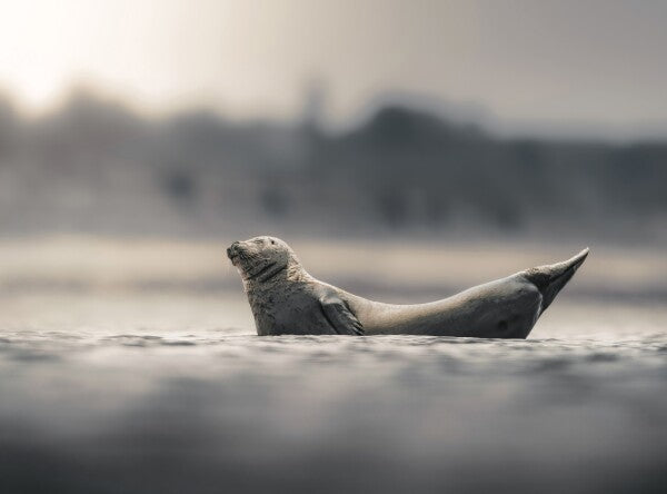 Foto in lijst "Drifting in Silence"