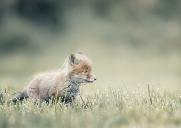 Print "First Steps"
