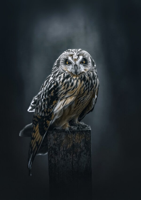 Print "The Watcher"