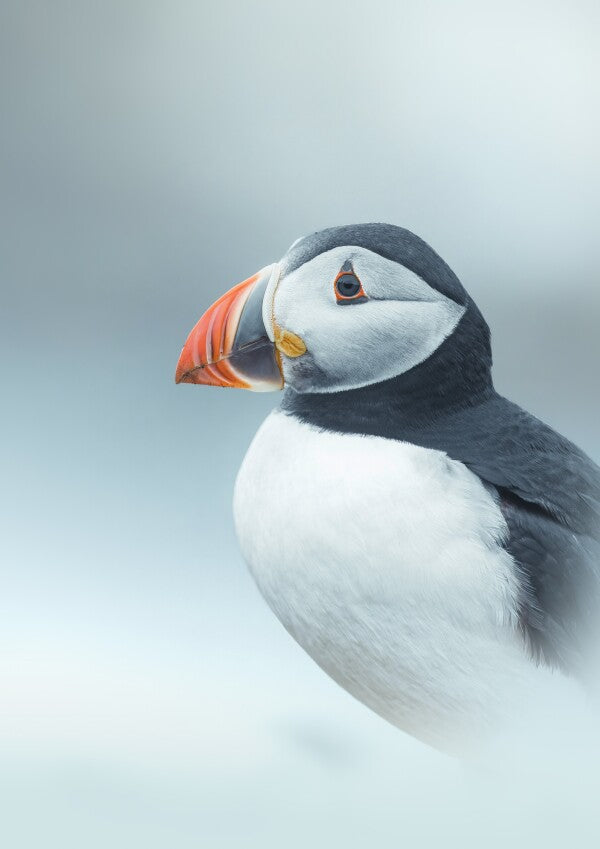 Print "Arctic Stillness"