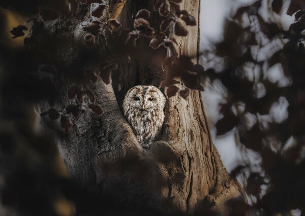 Print "Hidden in the Woods"