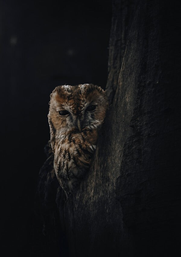 Print "Shadowed"
