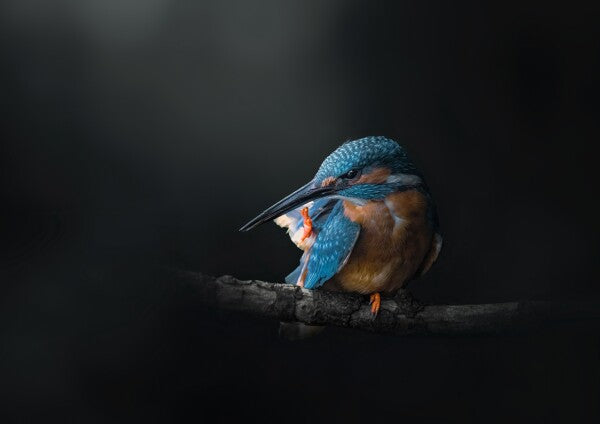 Print "Azure Silence"