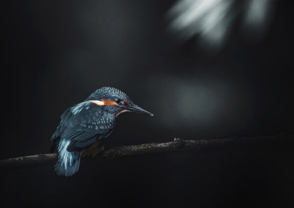 Print "Into the Blue"