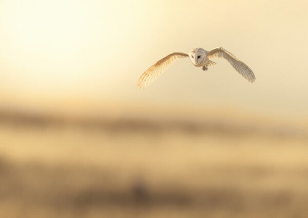Print "Golden Flight"