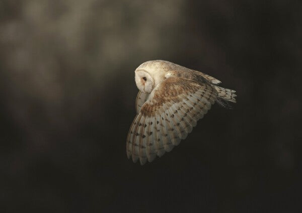 Print "Silent Flight"
