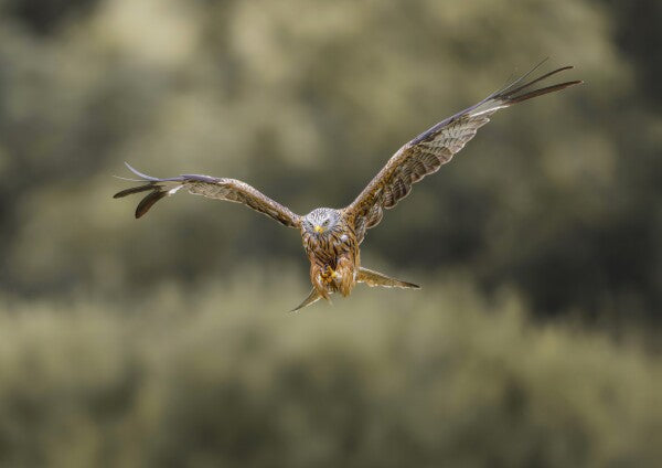 Print "Flight of the Wild"