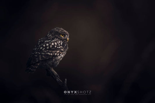 Silent Watcher