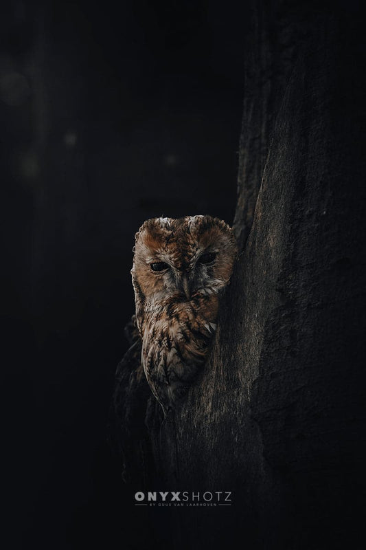 Shadowed