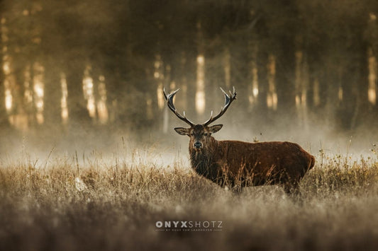 The Monarch