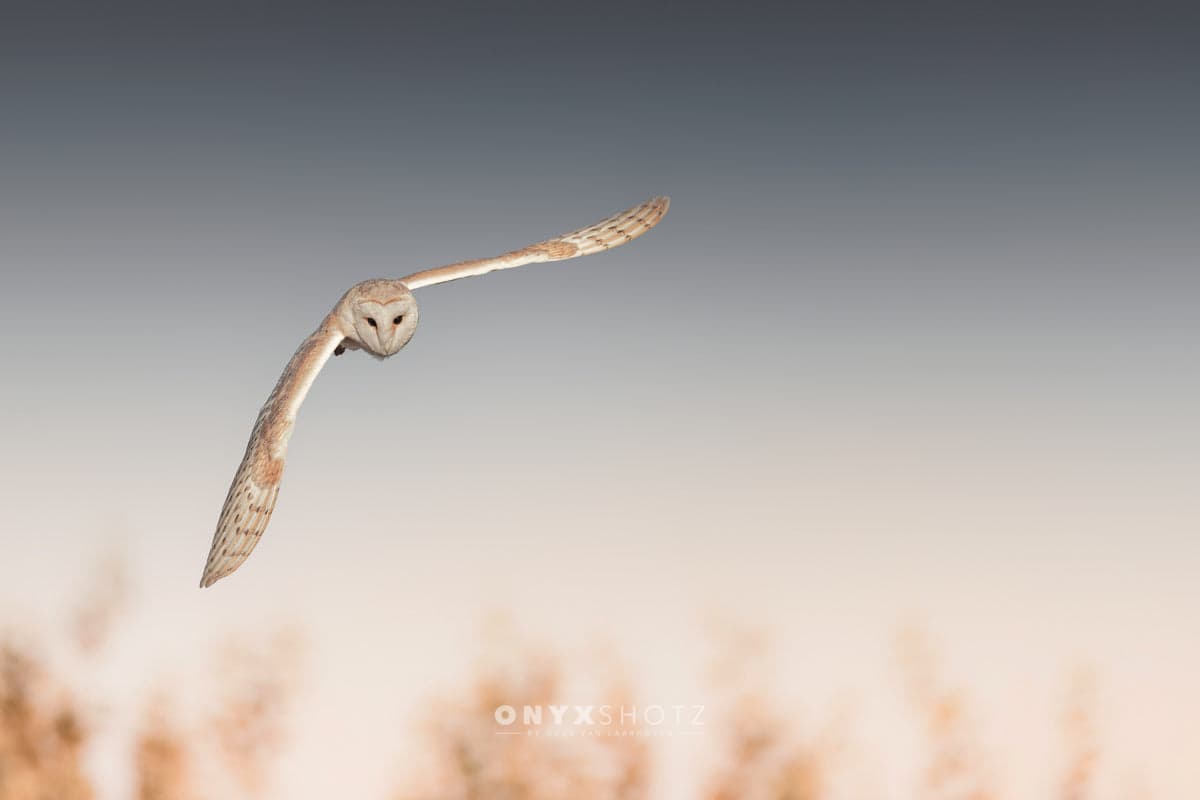 Silent Glide