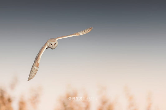 Silent Glide