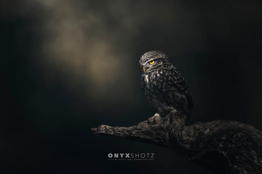 Eyes in darkness