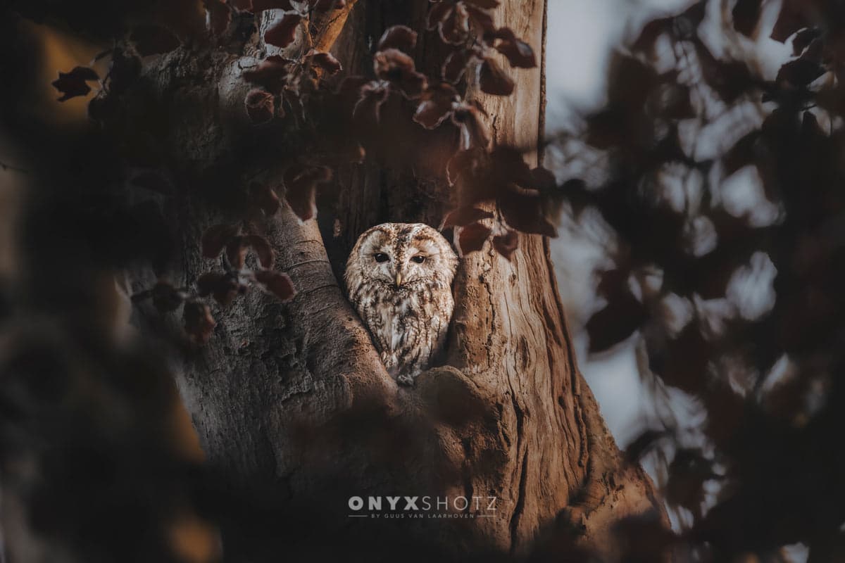 Hidden in the Woods