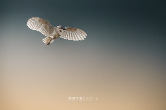 Wings of Silence