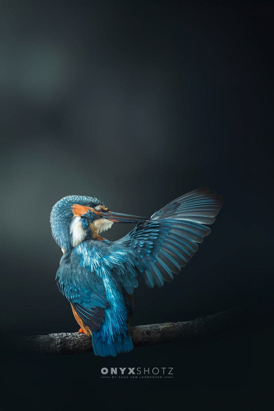 Wings of Blue