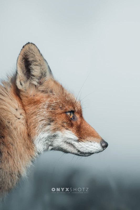Feral Grace