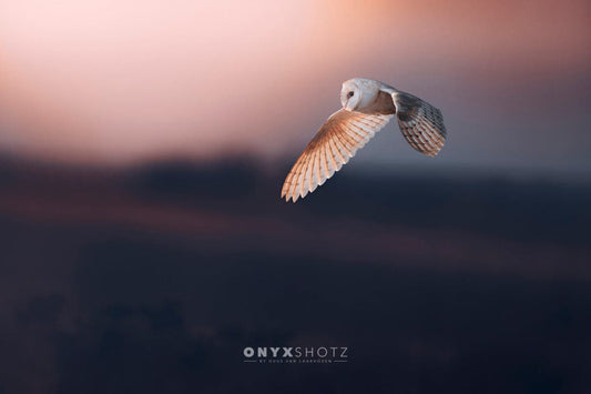 Dusk