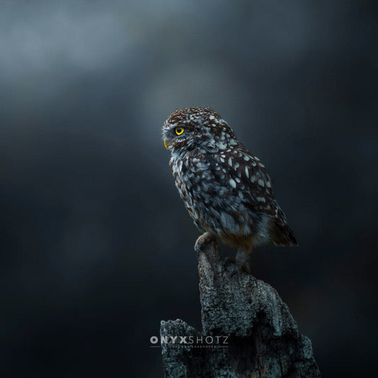 The Guardian