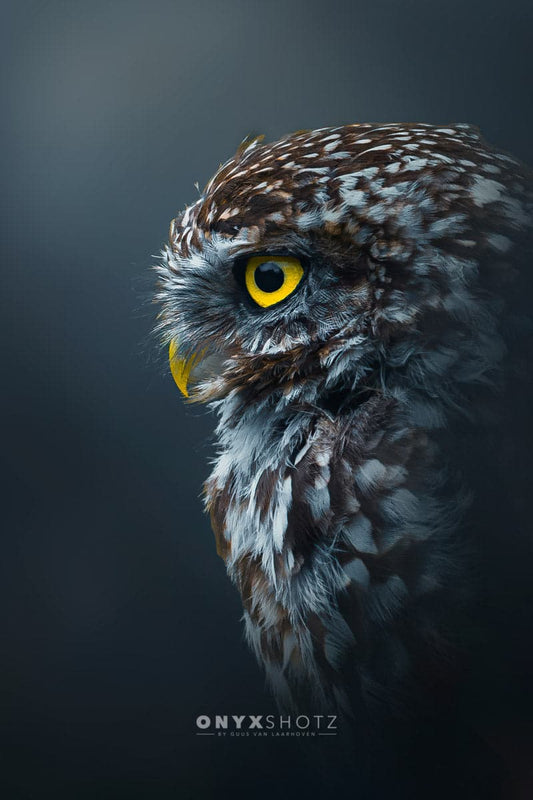 Golden Gaze
