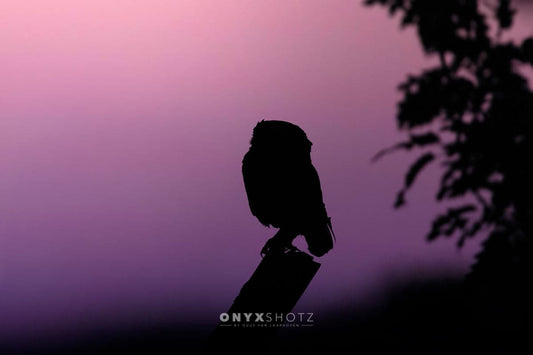 Into the Twilight