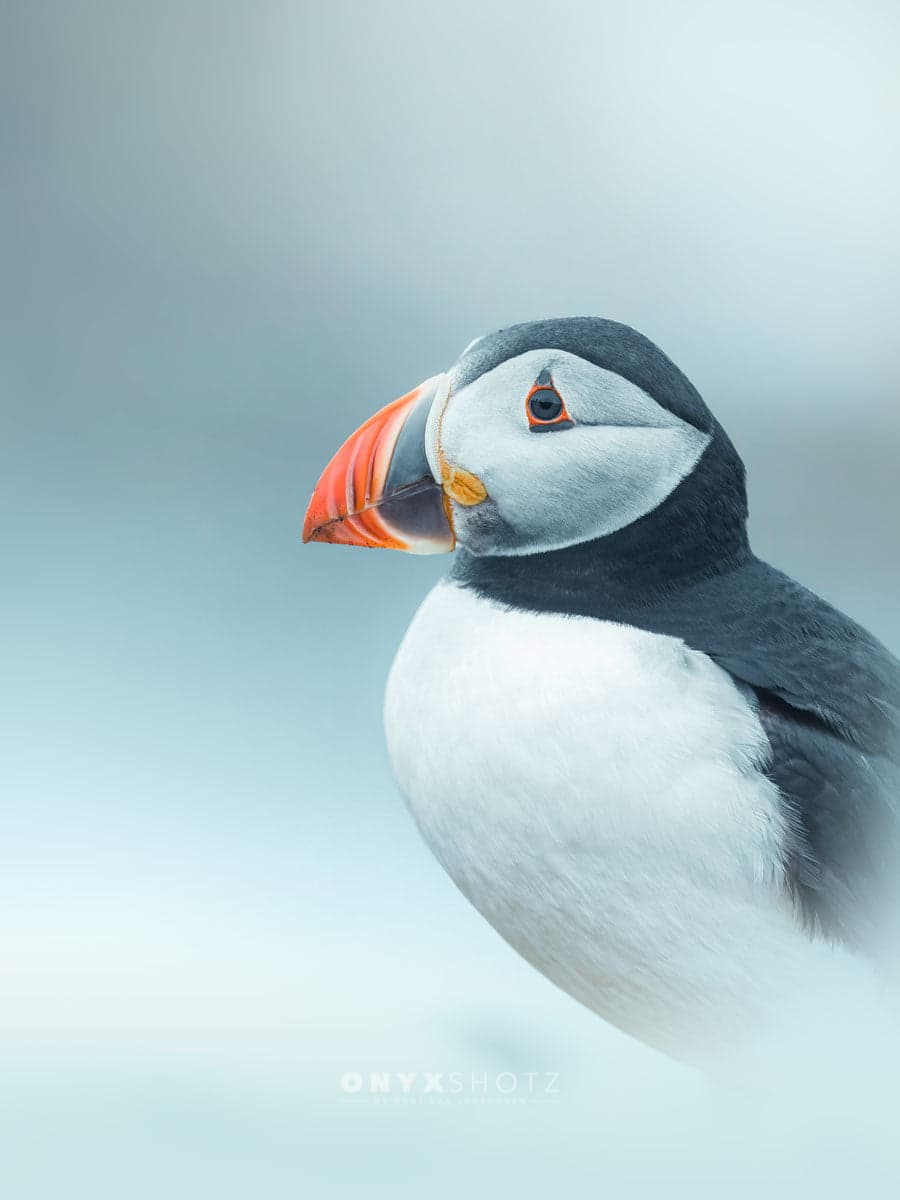 Arctic Stillness