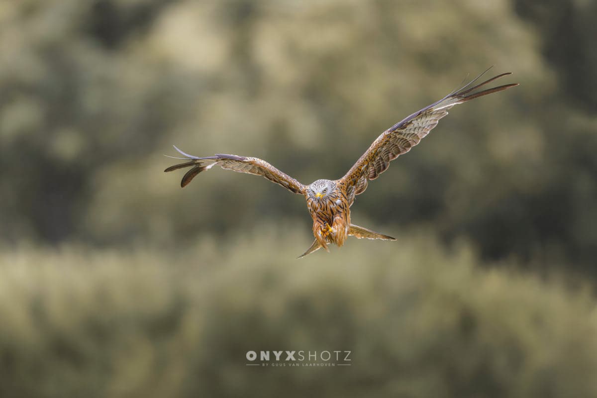 Flight of the Wild