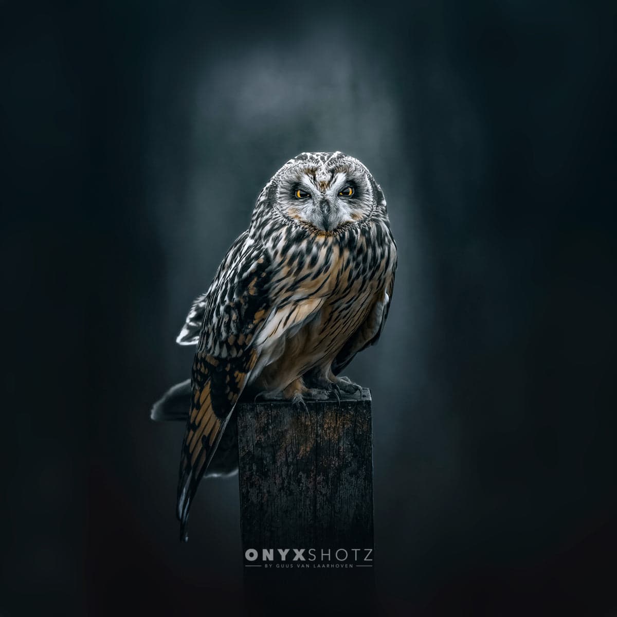 The Watcher