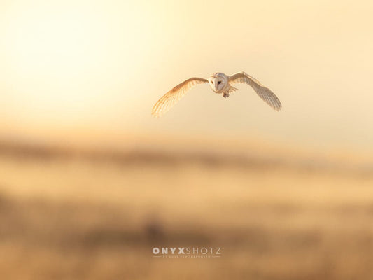 Golden Flight