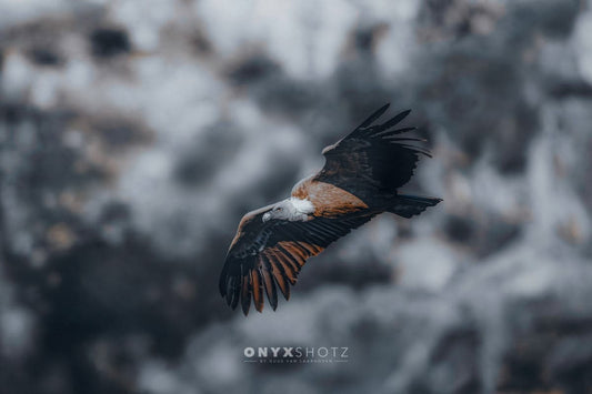 Wild Horizon