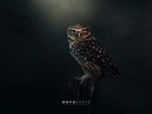 Eyes of the Night
