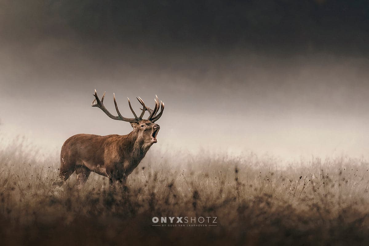 Whispers of the Rut