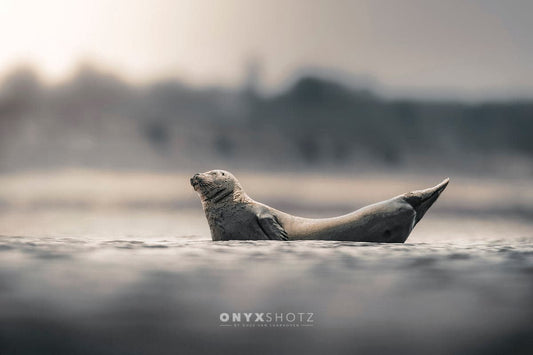 Drifting in Silence