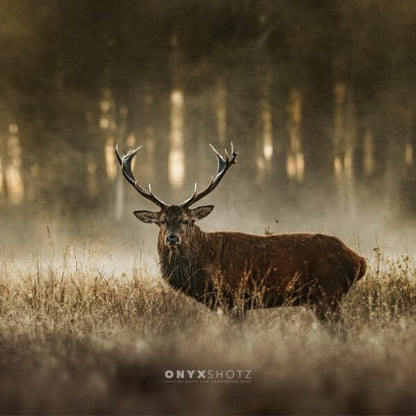 The Monarch
