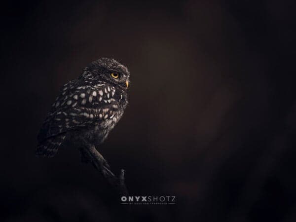 The Monarch