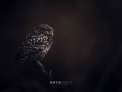 The Monarch